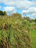 род Miscanthus. Плодоносящие растения. Москва, парк \"Коломенское\", \" Аптекарский огород\", в культуре. Август 2019 г.