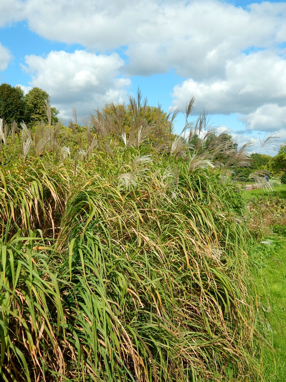 Изображение особи род Miscanthus.