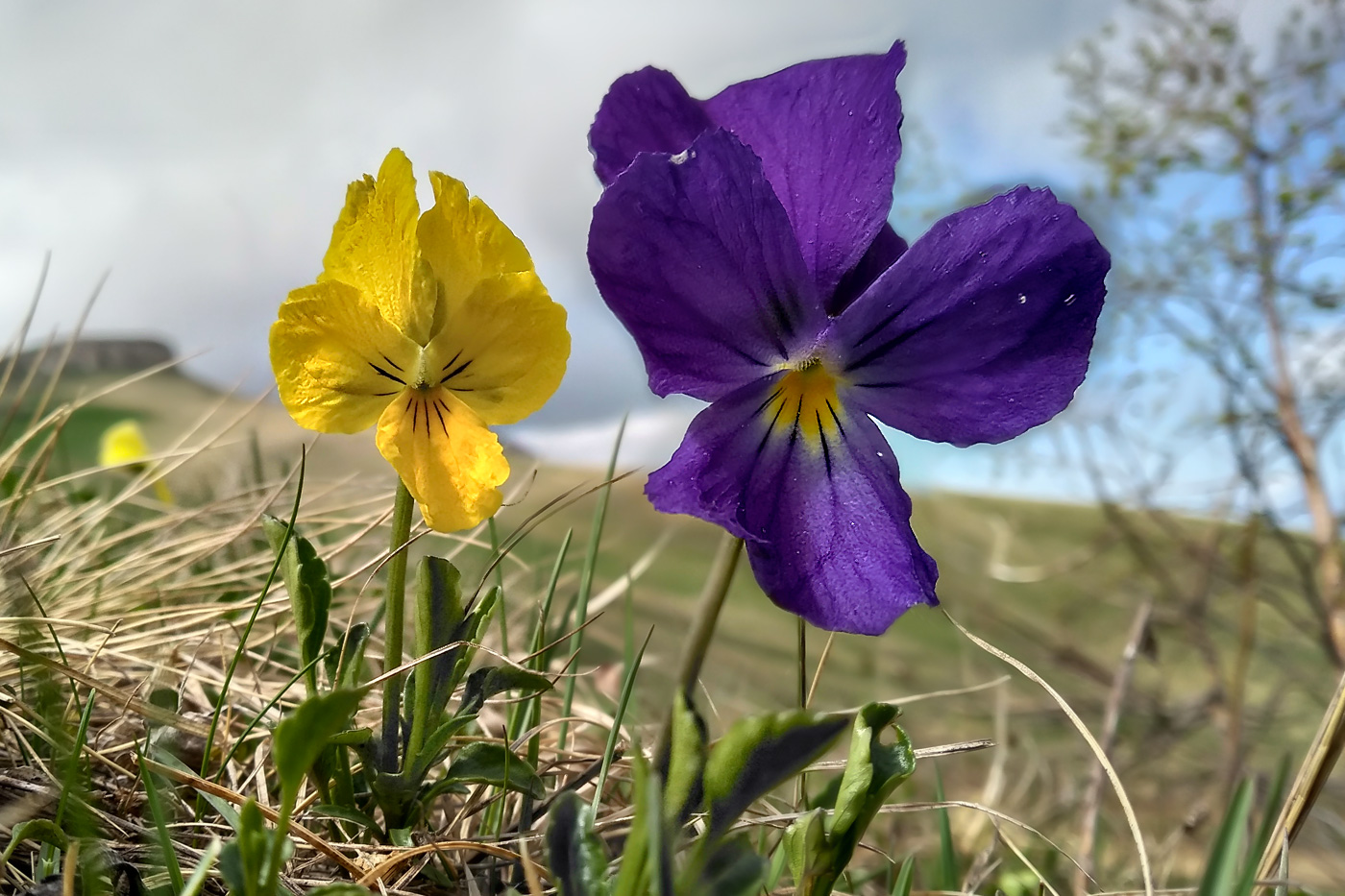 Изображение особи Viola oreades.