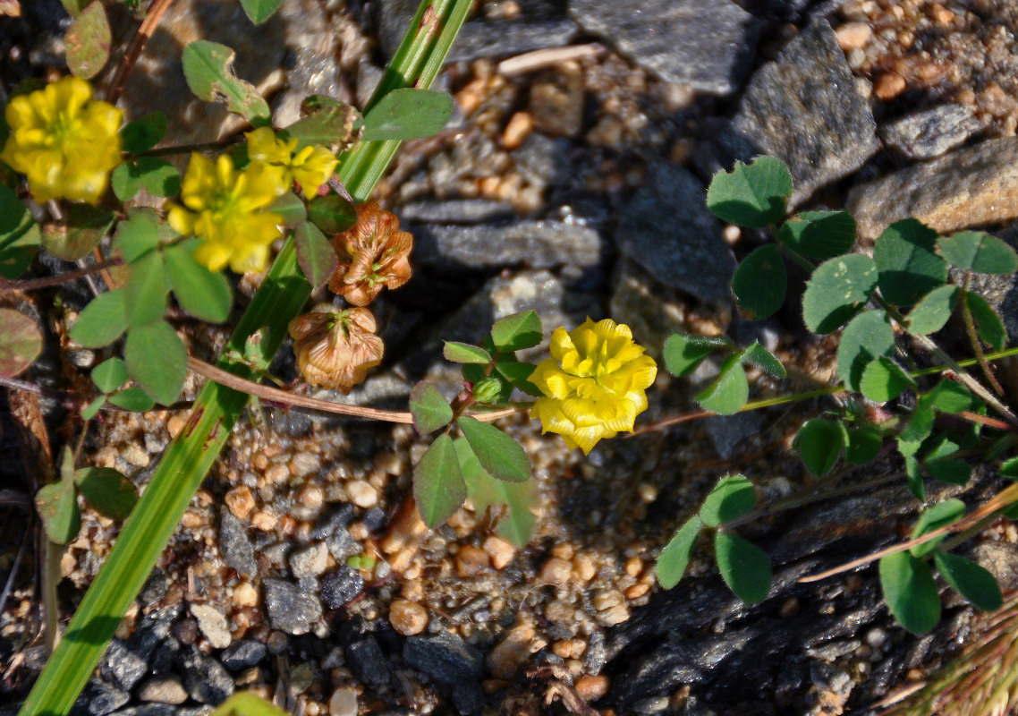 Image of Trifolium campestre specimen.