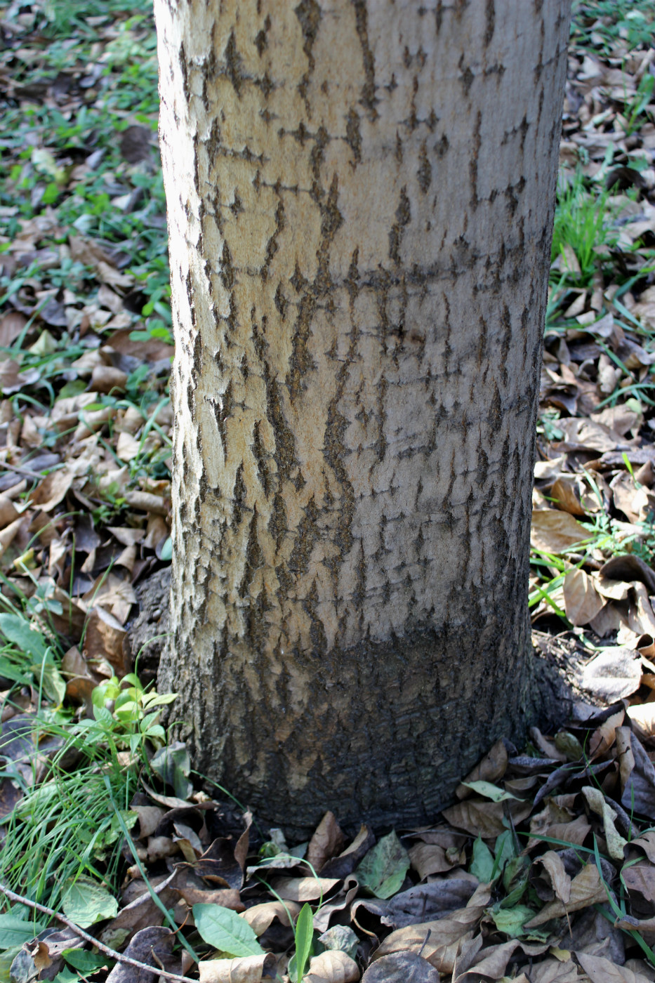 Image of Populus koreana specimen.