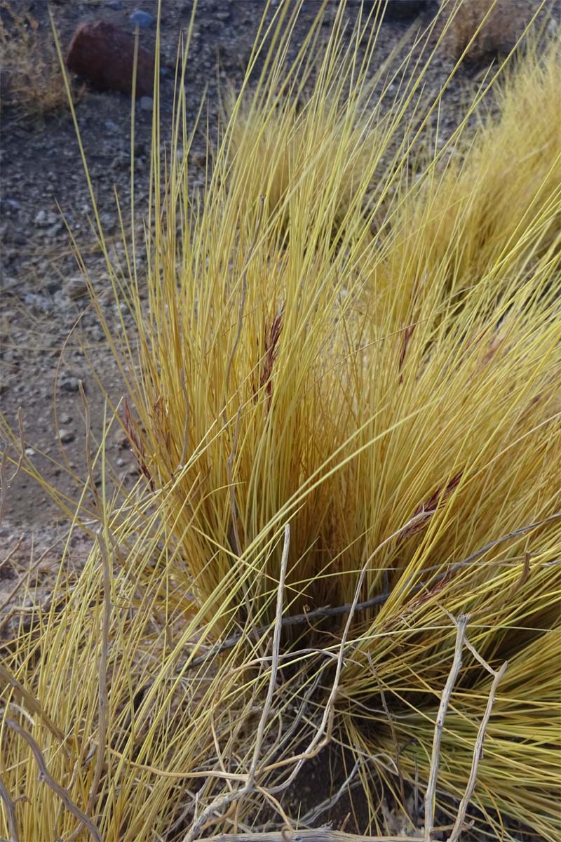 Image of Jarava ichu specimen.