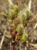 Salix fuscescens