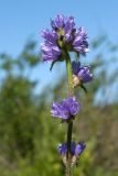 Campanula cervicaria. Верхушка цветущего растения. Ленинградская обл., Гатчинский р-н, окр. дер. Авколево, карьер \"Елизаветино\", зарастающий кустарниками луг на месте выработки известняка, склон канавы. 29.06.2019.