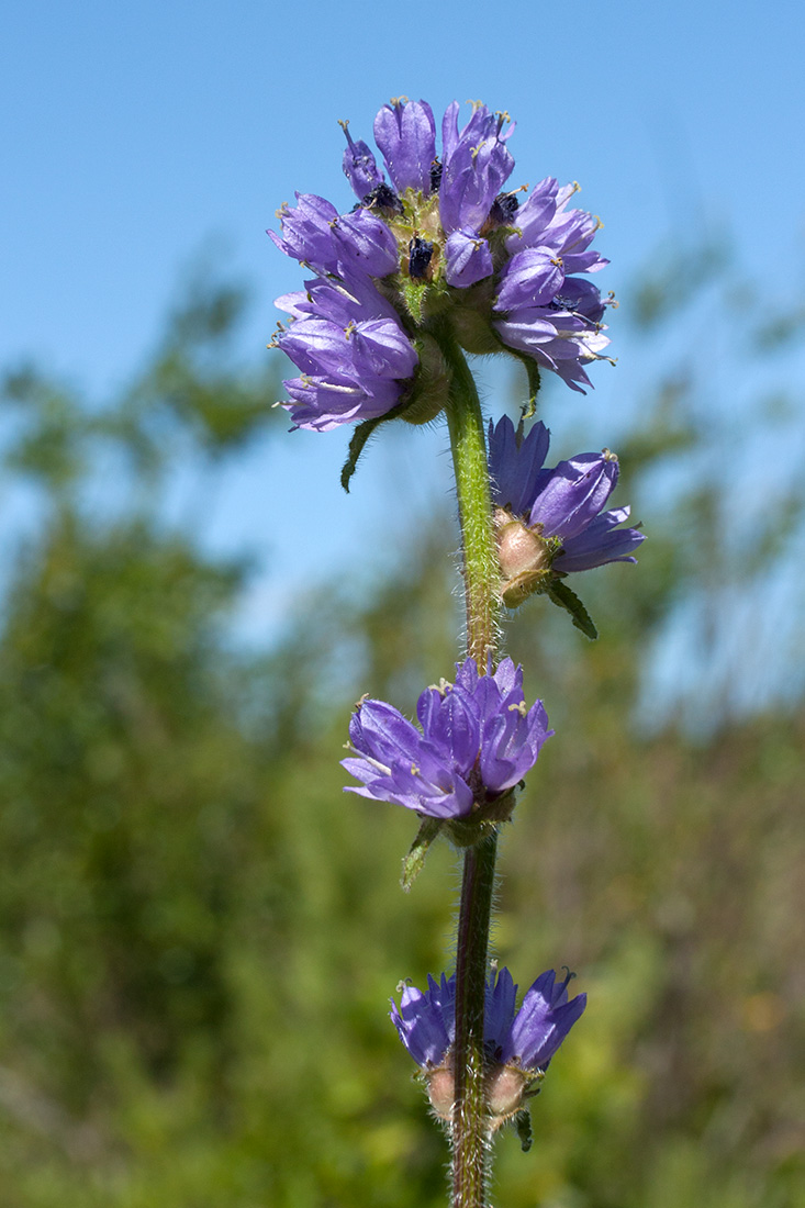 Изображение особи Campanula cervicaria.