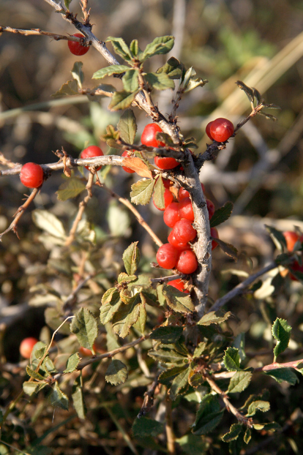 Изображение особи Cerasus erythrocarpa.