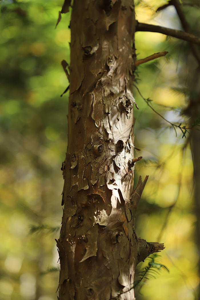 Image of Taxus baccata specimen.