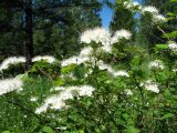 Spiraea chamaedryfolia. Ветви с соцветиями. Восточный Казахстан, Южный Алтай, хр. Сарымсакты, сев. сторона пер. Бурхат, ≈ 1700 м н.у.м., полянка в хвойном лесу. 22 июня 2019 г.