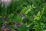 Vicia sepium. Верхушка побега с соцветием. Алтай, Майминский р-н, берег р. Катунь у стелы \"Республика Алтай\", заросли тополей и ив на берегу реки. 09.06.2019.