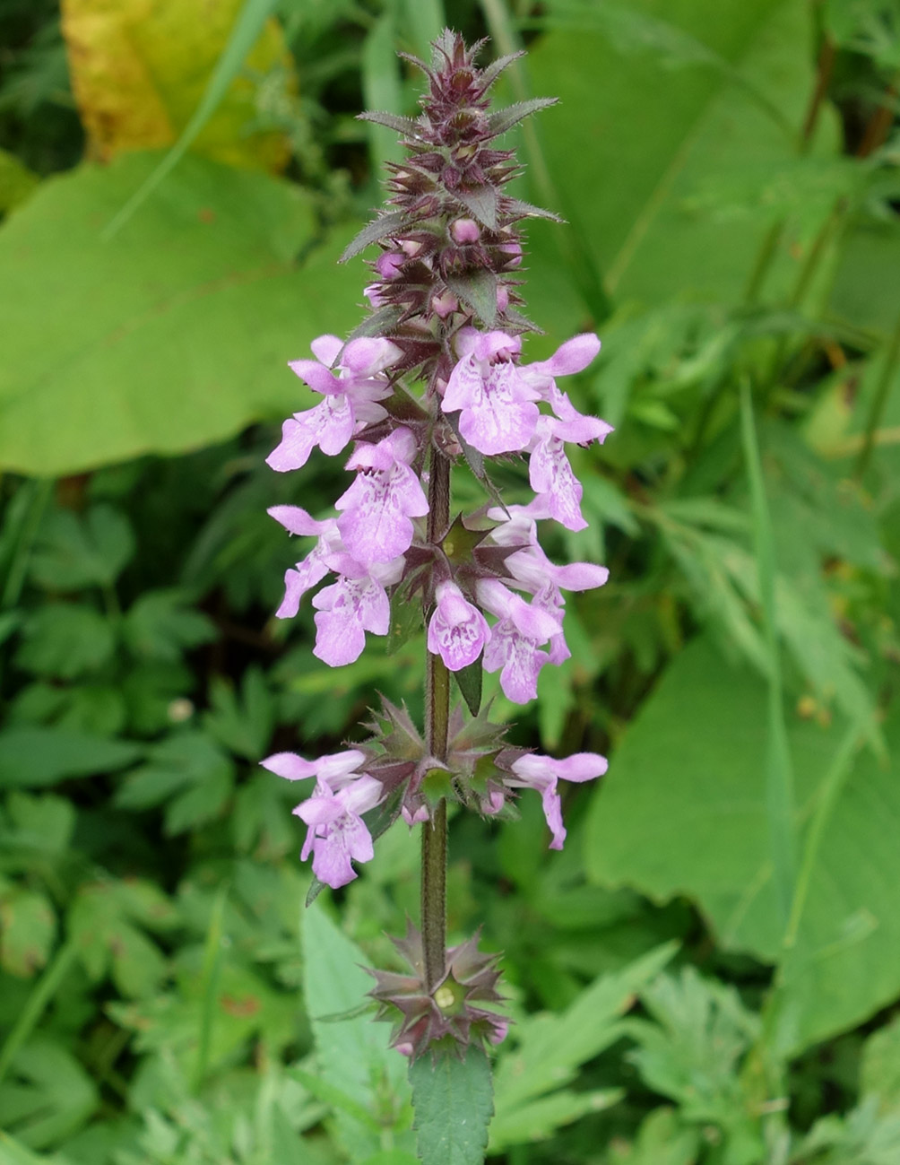 Изображение особи Stachys palustris.