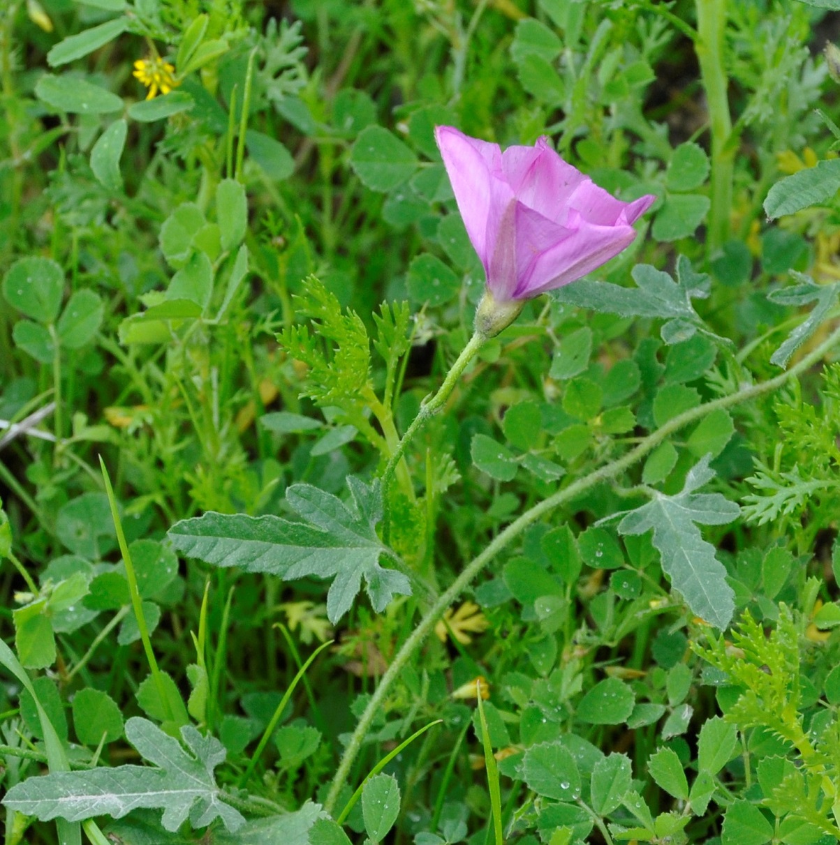 Image of Convolvulus althaeoides specimen.