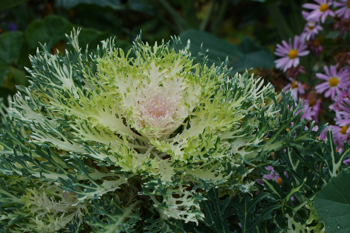 Изображение особи Brassica oleracea var. viridis.