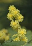 Acacia dealbata. Верхушка соцветия и часть листа. Испания, автономное сообщество Каталония, провинция Жирона, комарка Баш Эмпорда, муниципалитет Калонже, заброшенный сад на краю поля. 23.02.2020.