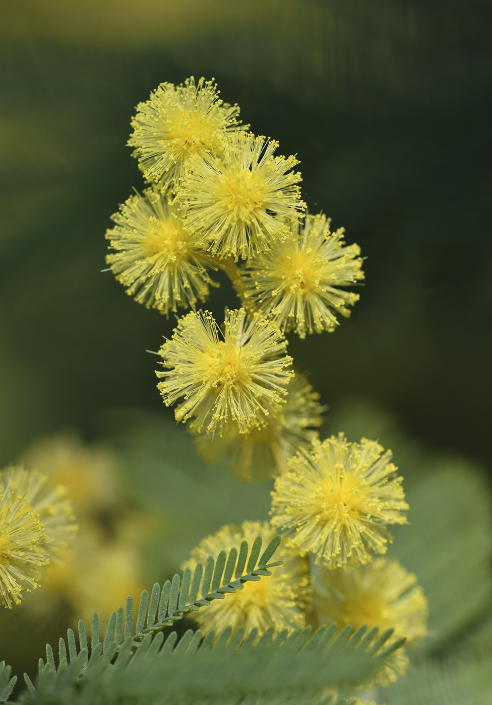 Изображение особи Acacia dealbata.