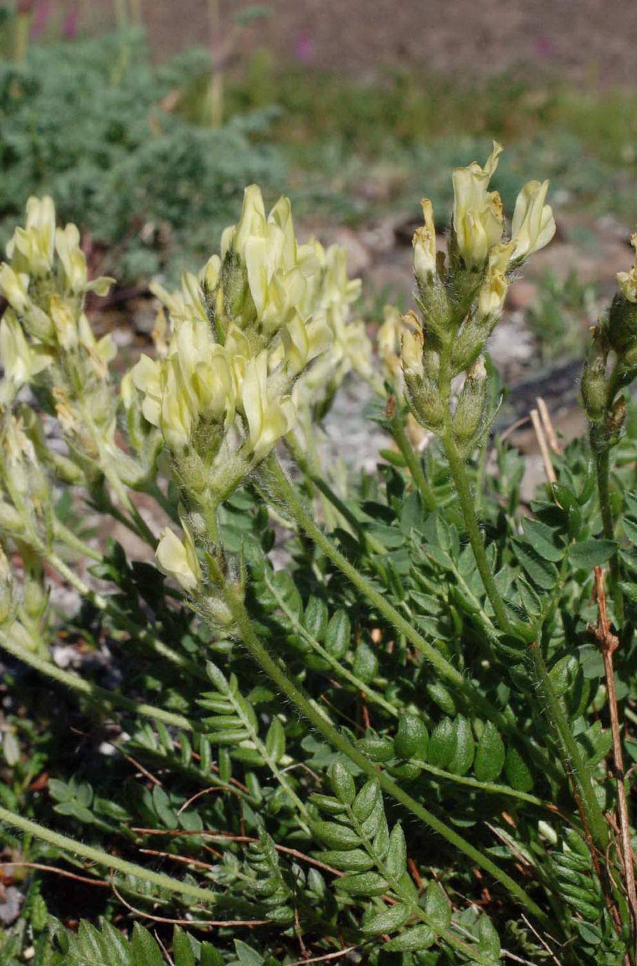 Изображение особи Oxytropis maydelliana.