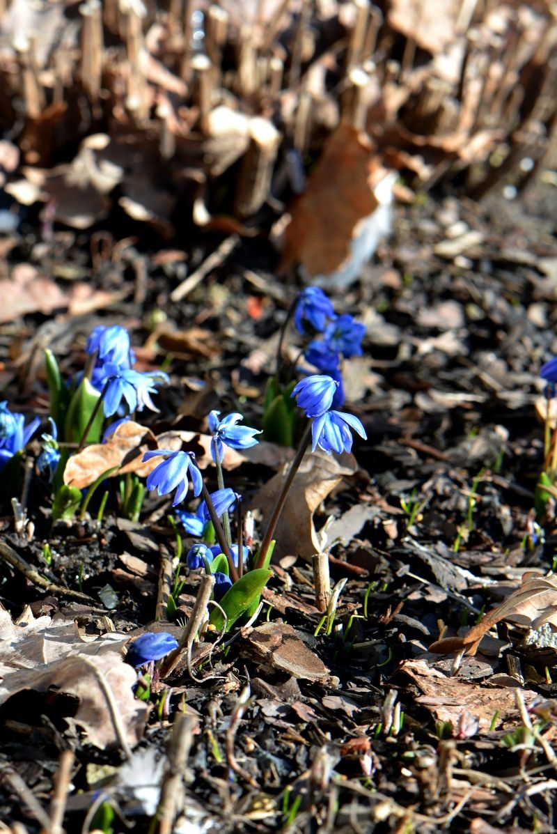 Изображение особи Scilla armena.