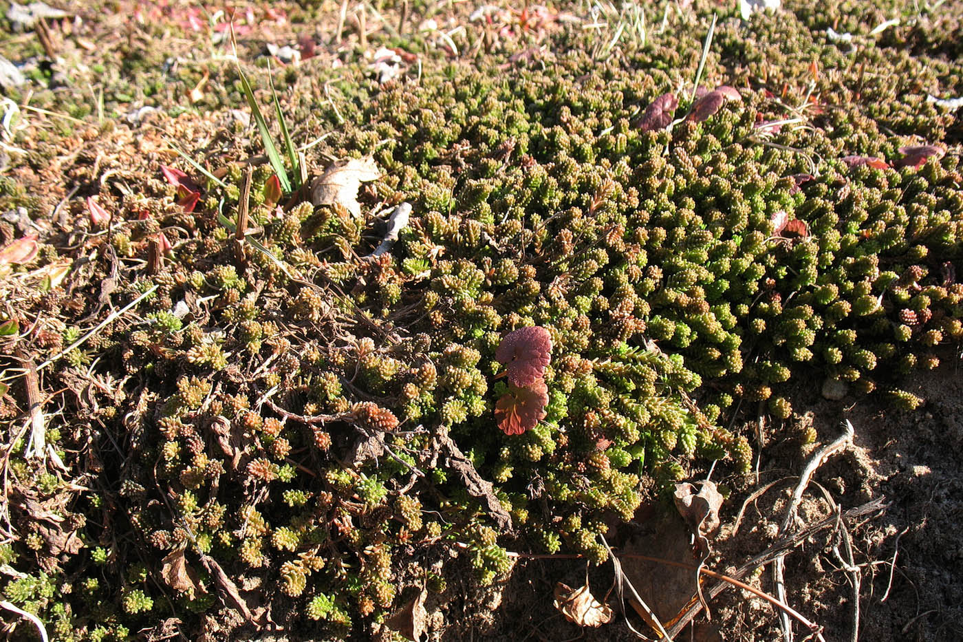 Image of Sedum sexangulare specimen.