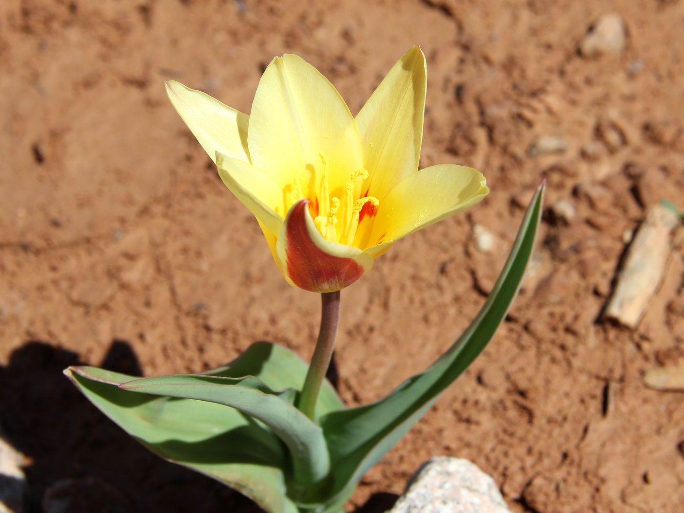 Image of Tulipa kaufmanniana specimen.