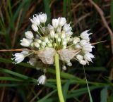 Allium pallens ssp. coppoleri