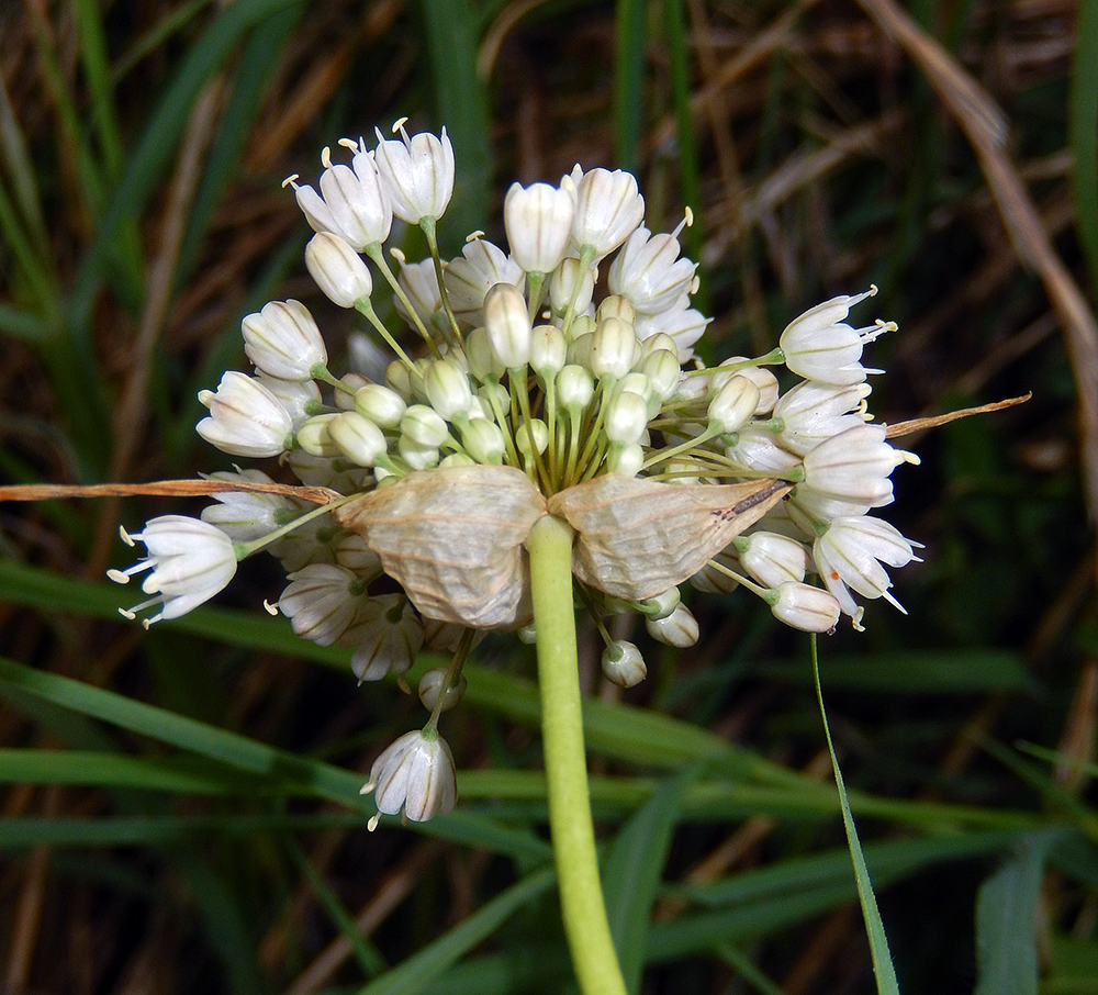 Изображение особи Allium pallens ssp. coppoleri.