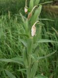 Oenothera villosa