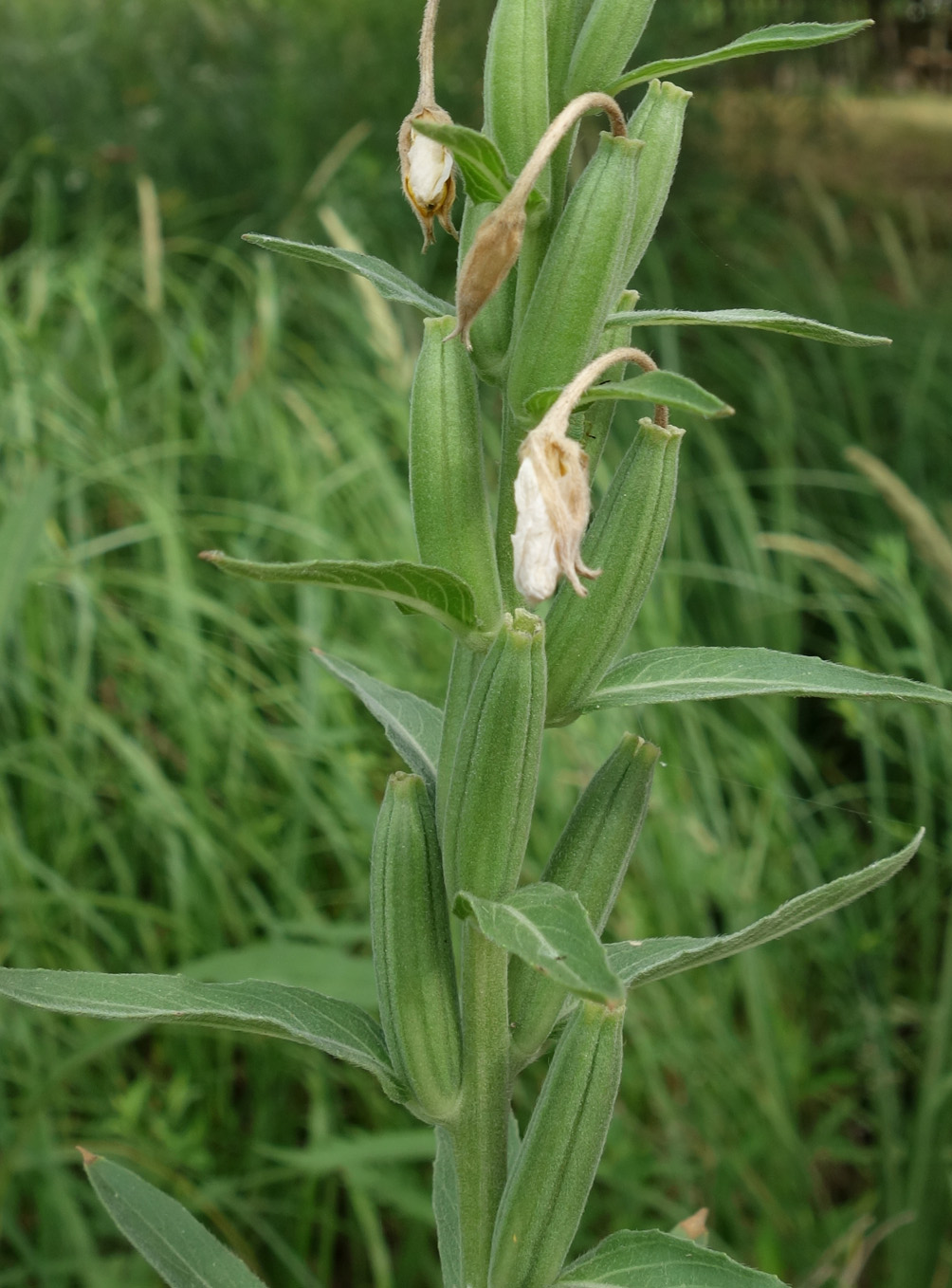 Image of Oenothera villosa specimen.