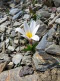 Colchicum kesselringii. Цветущее растение на каменистом берегу реки. Таджикистан, Гиссарский хребет, верх. р. Зидды, ≈ 3000 м н.у.м. 13.06.2018.