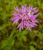 Centaurea jacea