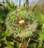 Taraxacum erythrospermum