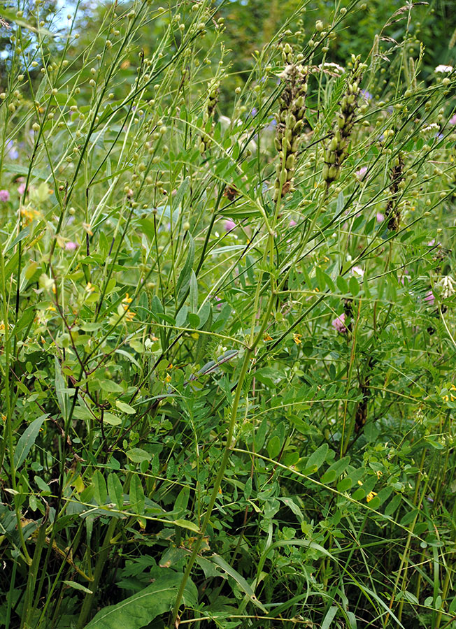 Изображение особи Astragalus uliginosus.