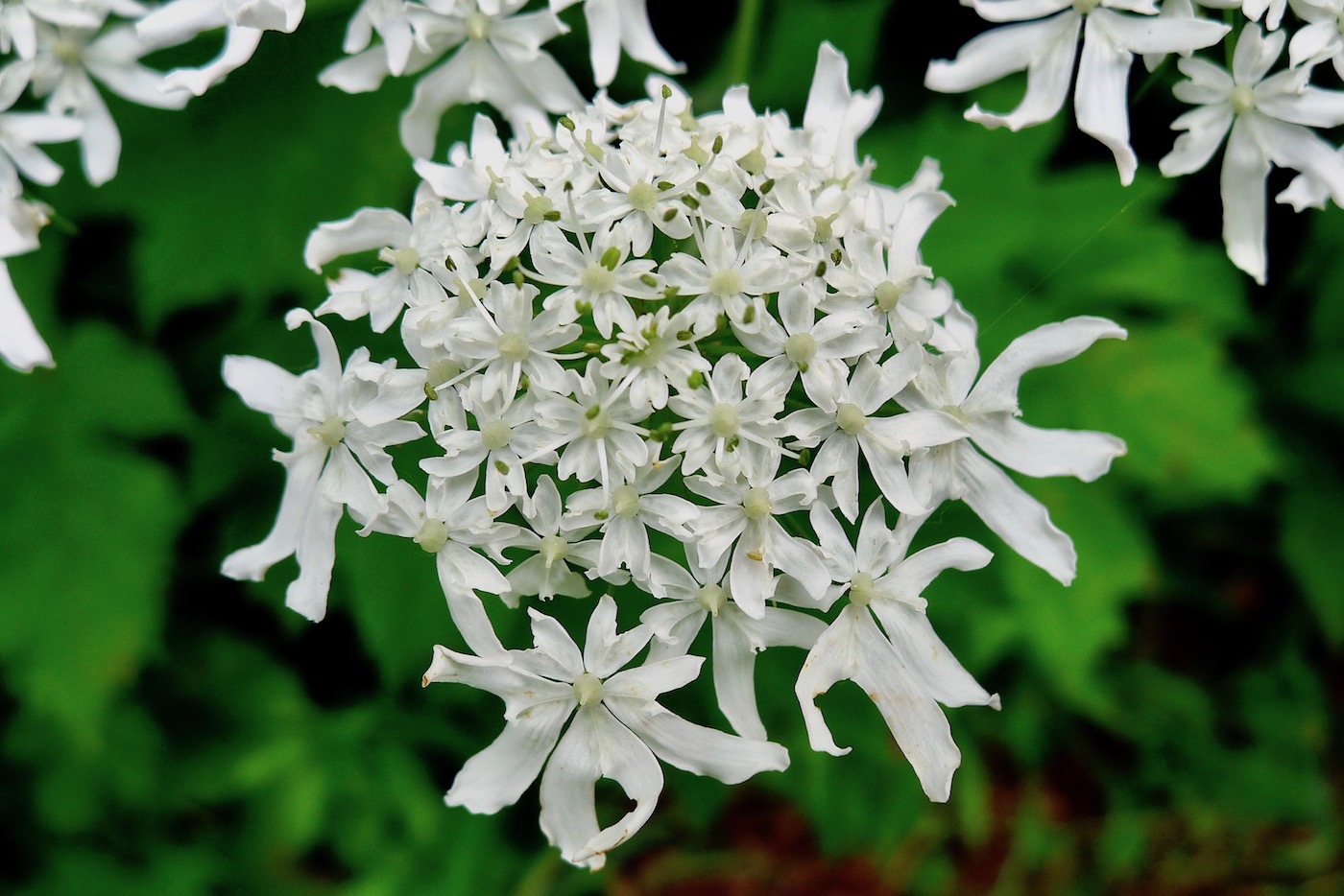 Image of Heracleum lanatum specimen.