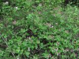 Lonicera caprifolium. Цветущее растение. Краснодарский край, Абинский р-н, окр. хр. Папайский, у лесной дороги. 14.05.2020.
