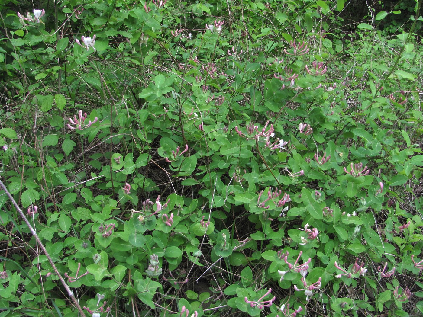 Image of Lonicera caprifolium specimen.