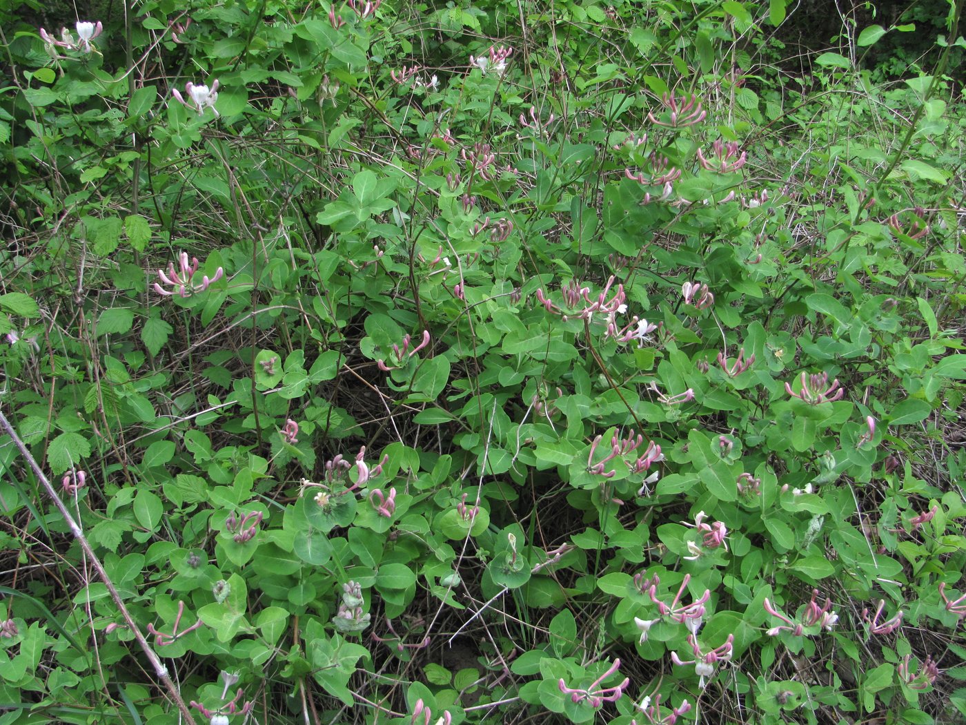 Изображение особи Lonicera caprifolium.