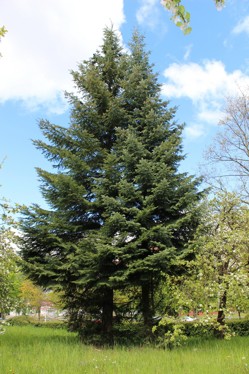 Изображение особи род Abies.