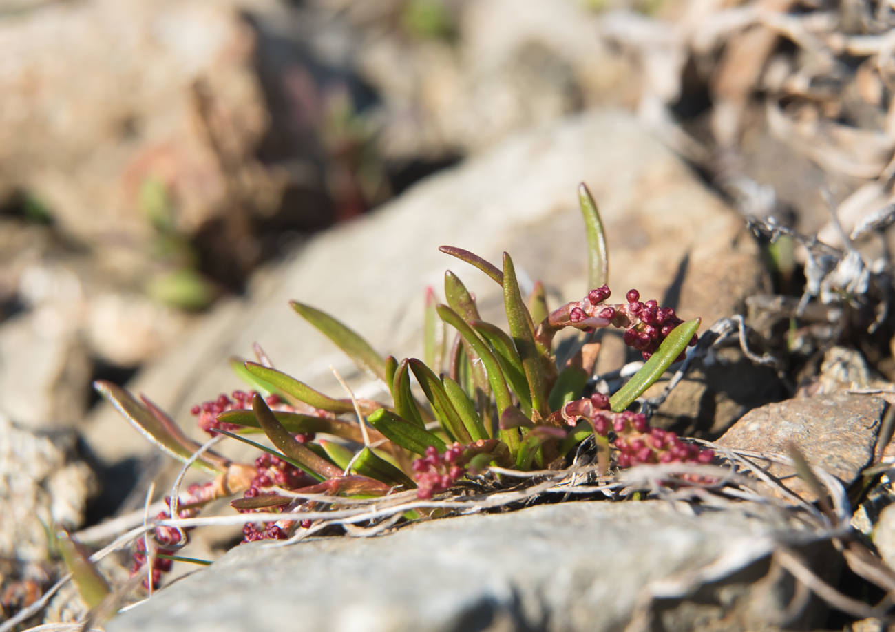 Image of Rumex graminifolius specimen.