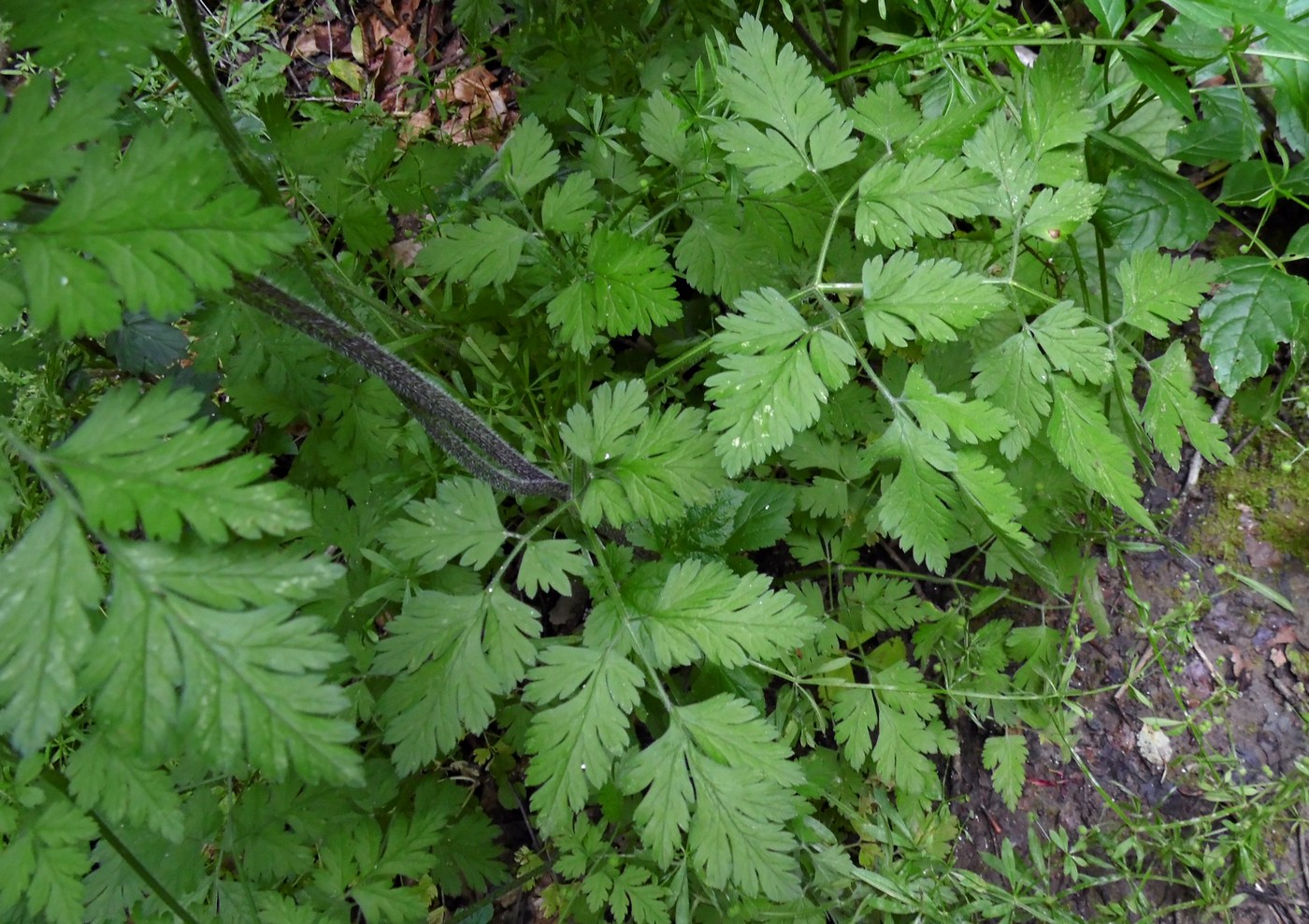 Image of Chaerophyllum temulum specimen.