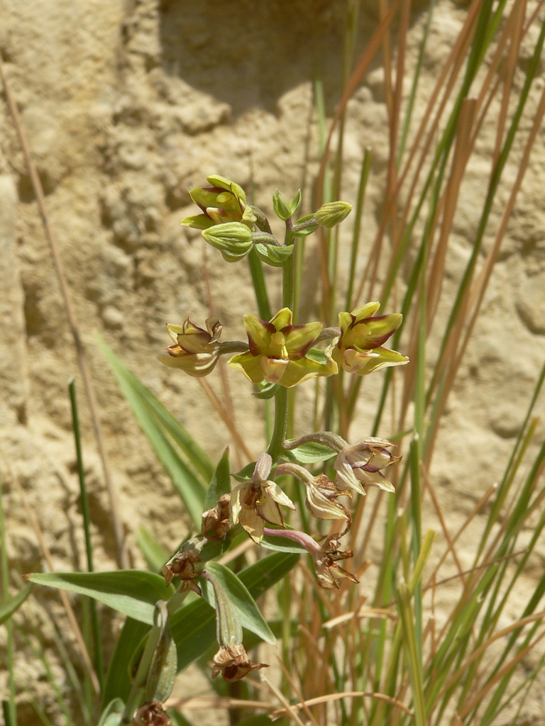 Изображение особи Epipactis veratrifolia.