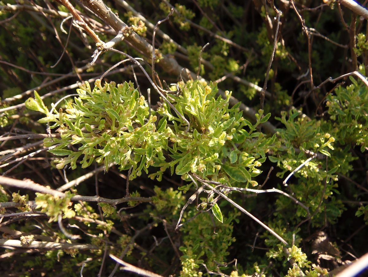 Image of genus Ulmus specimen.