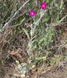 Lychnis coronaria