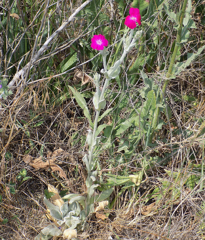 Image of Lychnis coronaria specimen.