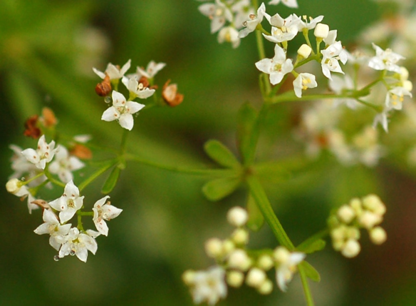 Image of Galium davuricum specimen.