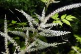 Aruncus sylvestris