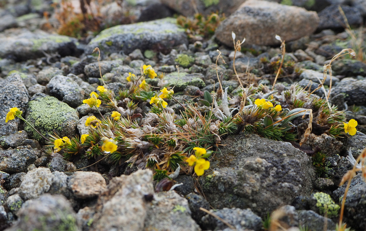 Изображение особи Draba scabra.