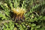 Carlina acanthifolia ssp. cynara