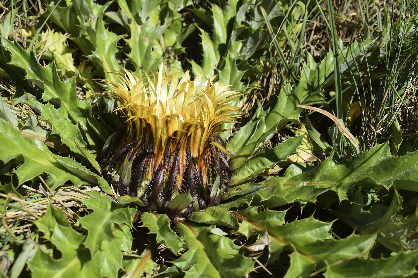 Image of Carlina acanthifolia ssp. cynara specimen.