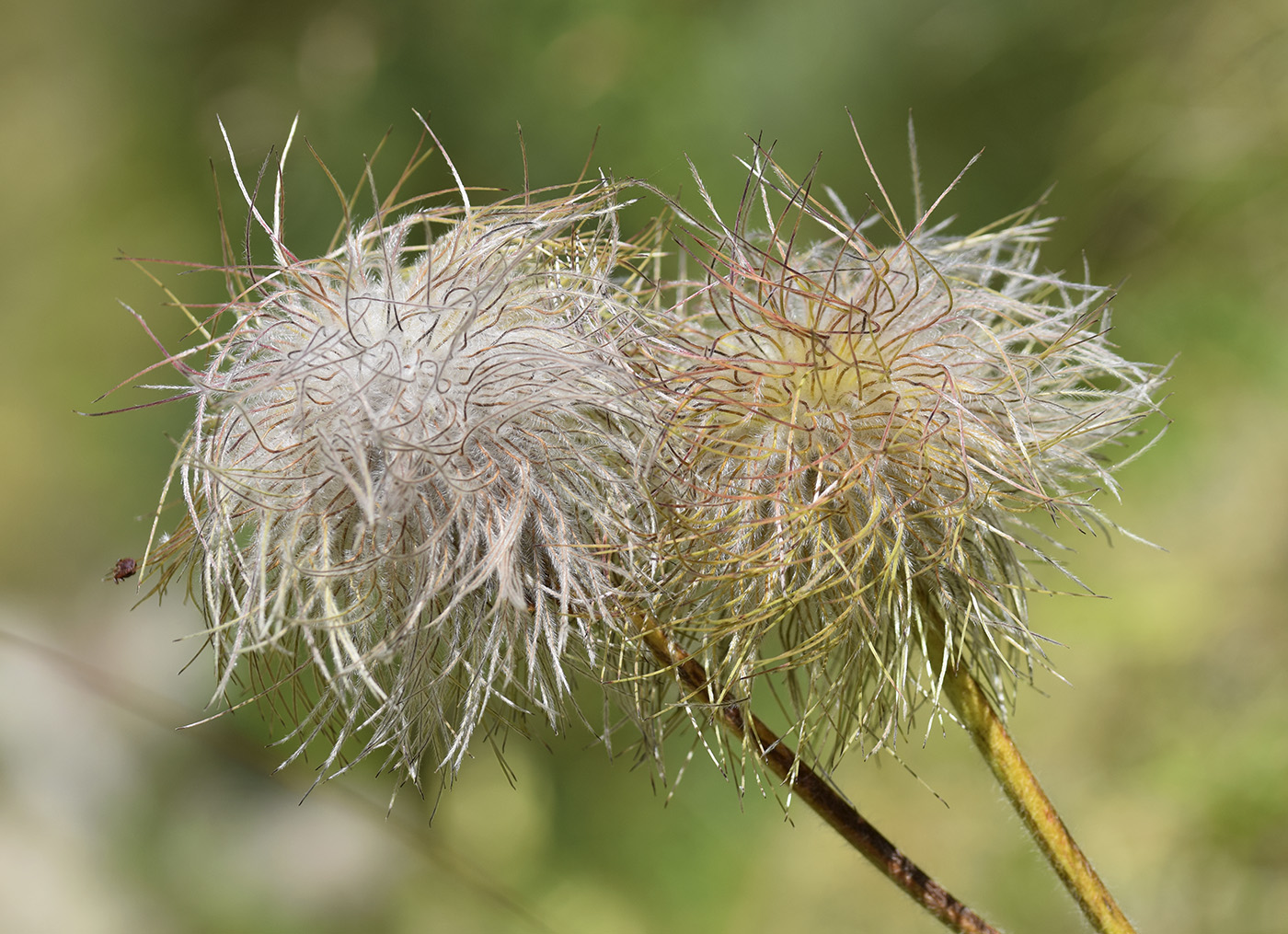 Image of Pulsatilla alpina ssp. apiifolia specimen.