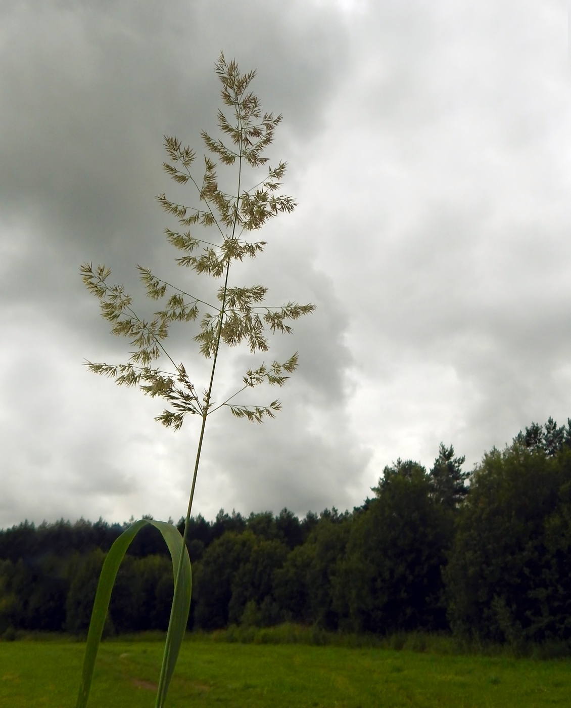 Изображение особи Calamagrostis epigeios.