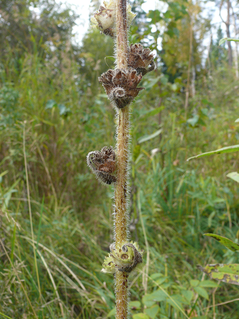 Image of Campanula cervicaria specimen.