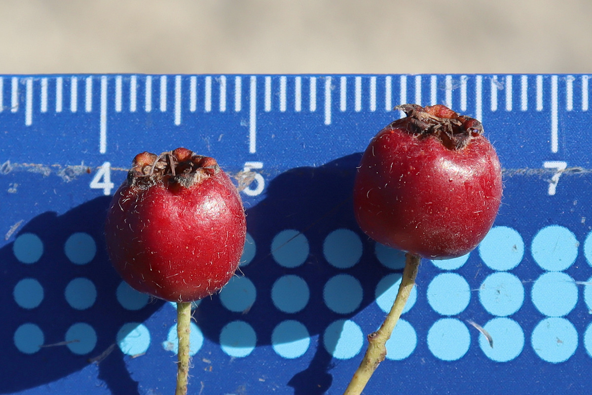 Image of Crataegus meyeri specimen.